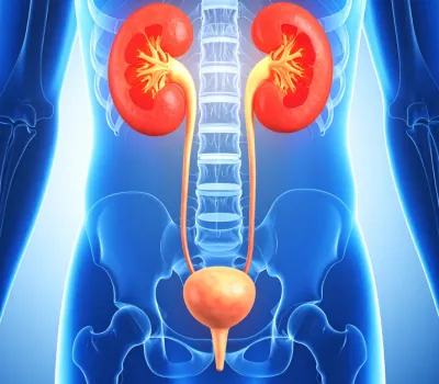 Illustration of the urinary tract: both kidneys, the ureters and the bladder